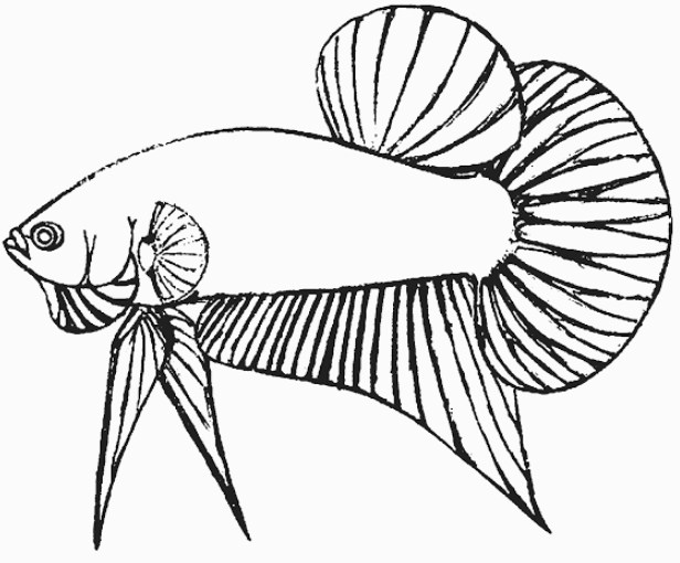 Gambar Sketsa Ikan Cupang