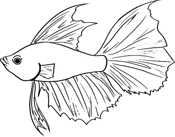 Gambar Sketsa Ikan Hias