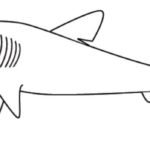 Gambar Sketsa Ikan Hiu
