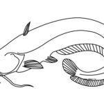 Gambar Sketsa Ikan Lele