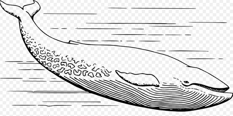 Gambar Sketsa Ikan Paus