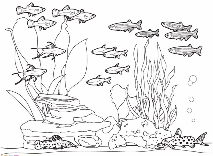 Gambar Sketsa Kehidupan Bawah Laut